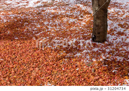 内蔵山 カエデの葉 山 31204734