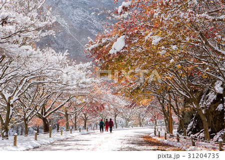 冬 木道 並木道 31204735