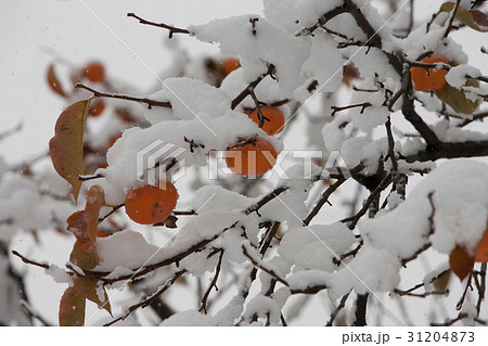 感 柿の木 冬 31204873