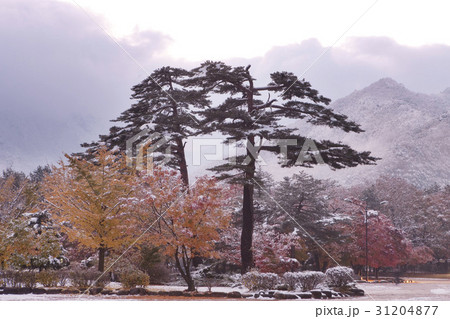 江原道 冬 ソルアクドン 31204877