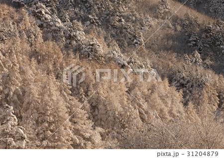 江原道 木 雪岳山 31204879