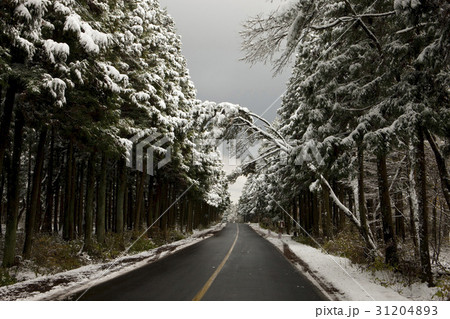 木道 並木道 道路 31204893