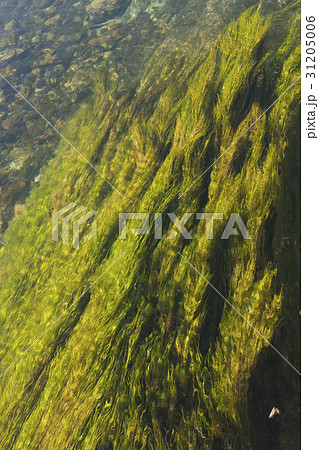 水 薮 トップアングル 31205006