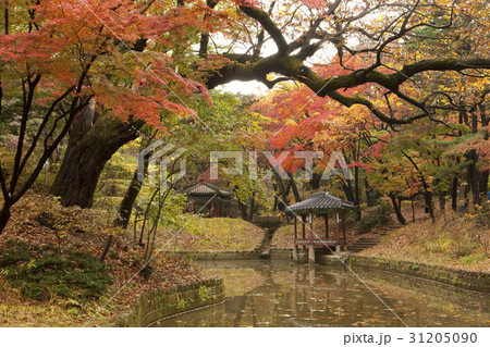 古建築 グァンラムジョン 紅葉 31205090