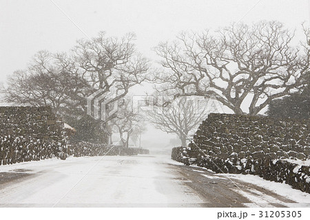 雪景色 町民俗村 済州島 31205305