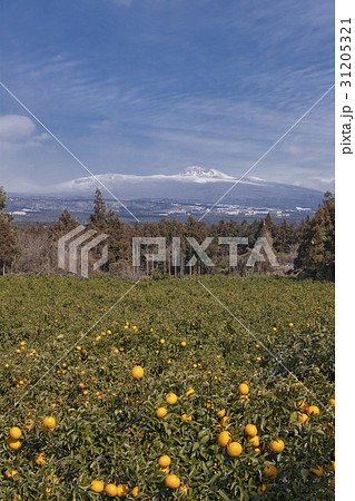 みかん キツ 済州島 31205321