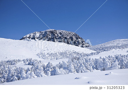 冬 済州島 風景 31205323