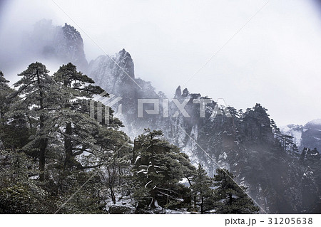 山 松 安徽省 31205638