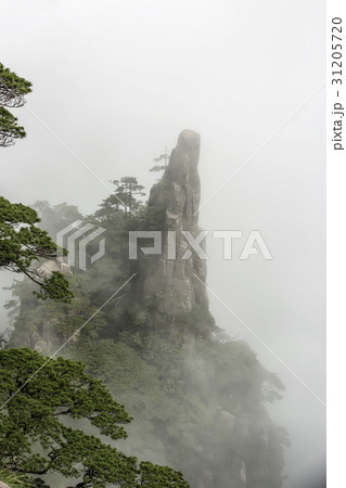 山 松 安徽省 31205720