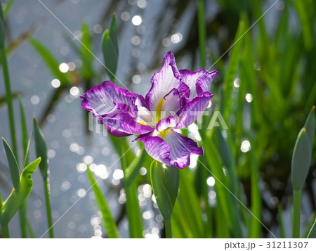花菖蒲 花菖蒲 31211307