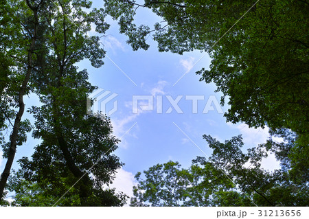 森林浴と青空雲 31213656