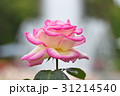 バラの花 31214540