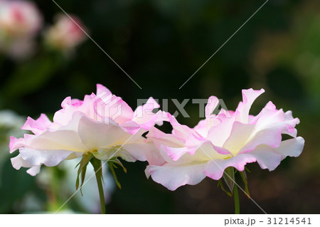 バラの花 31214541