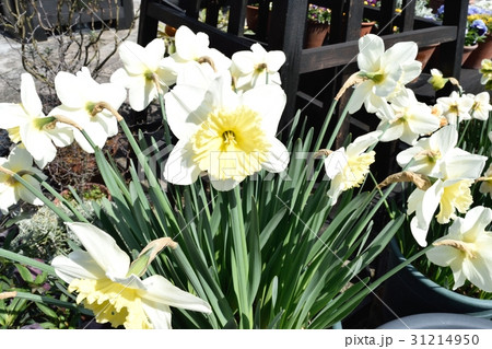 スイセン 31214950