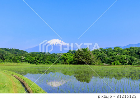 静岡_富士山映す田園風景 31215125