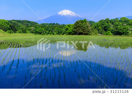静岡_富士山映す田園風景 静岡_富士山映す田園風景 31215126