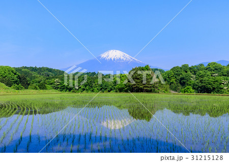 静岡_富士山映す田園風景 31215128