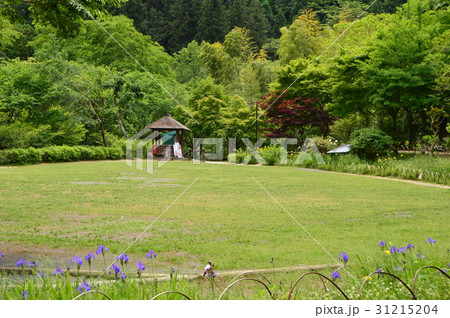 夕やけ小やけふれあいの里の初夏は 八王子市 夕やけ小やけふれあいの里の初夏は 八王子市 31215204