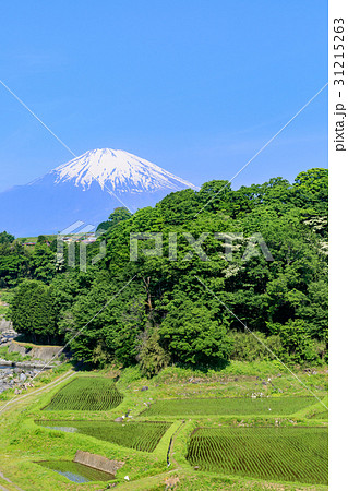 静岡_富士山_竹之下棚田 31215263