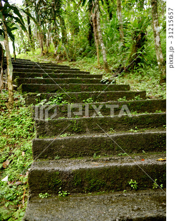 こけ コケ 苔 31215657