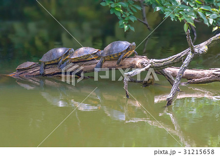 カメの親子 31215658