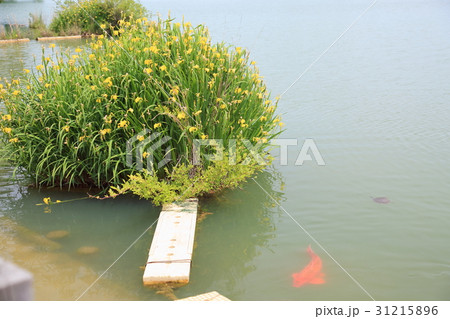 キショウブの花 31215896
