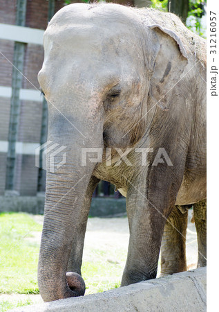 Big elephant with wrinkled grey skin 31216057