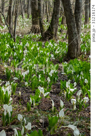 郡山市馬入新田の水芭蕉 31216174