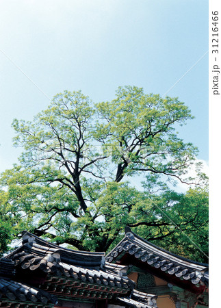 江原道 木 三陟 31216466