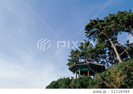 木 釜山 空 31216484