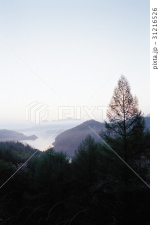 植物 屋外 室外 31216526