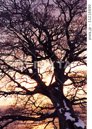 夕焼け 辺山半島 ソルソム 31216890