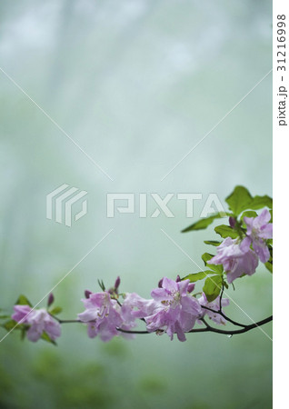 花 フォーカス 植物 31216998