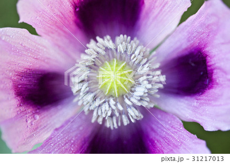 花芯 植物 ケシ 31217013