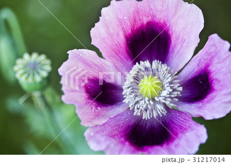 花 花芯 植物 31217014