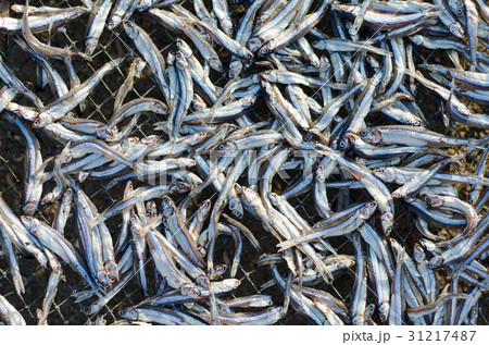 small dry fishes on net near the fisherman village small dry fishes on net near the fisherman village 31217487