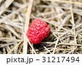 Big red raspberry on yellow straw, closeup 31217494