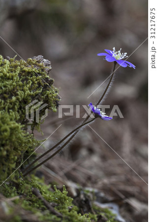 肝 フォーカス 野生の花 31217675