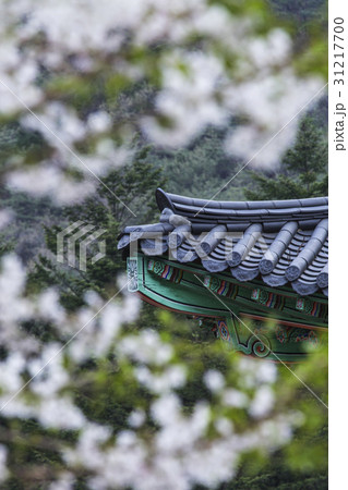 慶北 ギムリョンサ 聞慶市 31217700