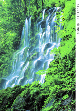 南原市 ベムサゴル 実費ダンポクポ 31217715