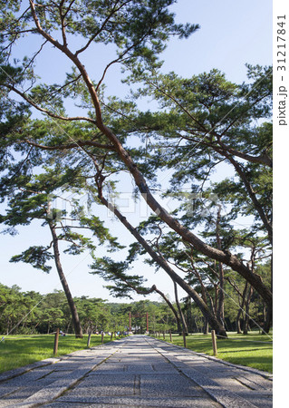 私的 植物 ヤングニョンルン 31217841