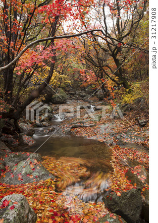 秋 慶北 紅葉 31217908
