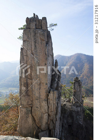 秋 慶北 松 31217916