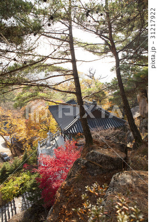 古建築 聞慶市 松 31217922