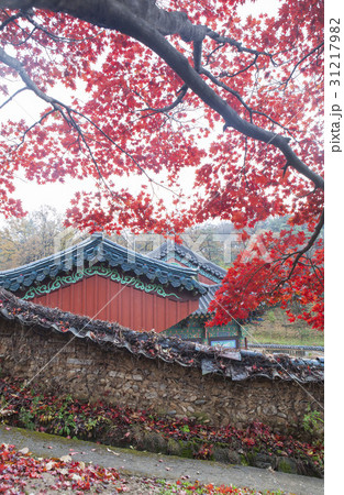 落葉 紅葉 カエデ 31217982