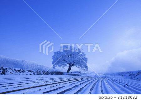 ケヤキ 忠清北道 忠州市 31218032