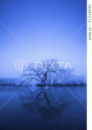 冬 木 反射 31218040