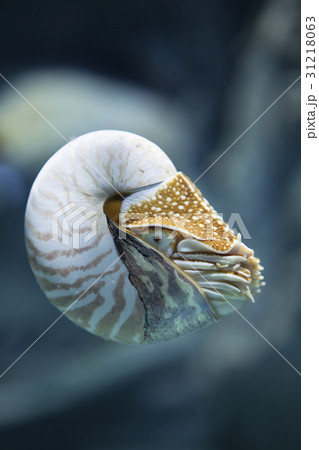 水中 オウムガイ 貝 31218063