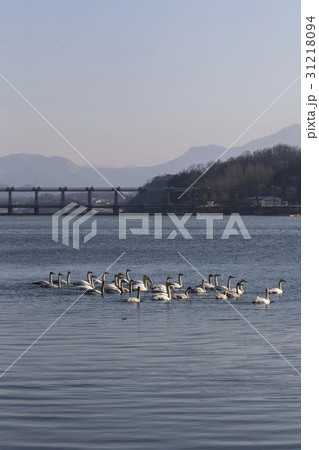南漢江 白鳥 天然記念物 31218094