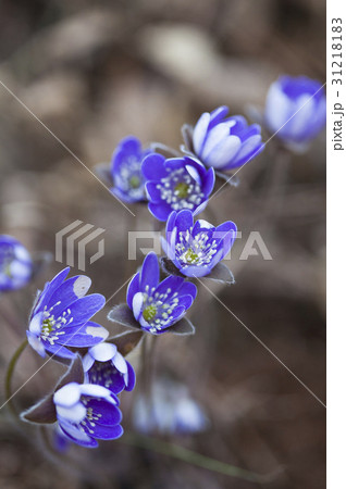 花 植物 青肝 31218183
